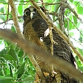Rufous Owl (male) アカチャアオバズク<br />Canon EOS 7D + EF400 F5.6L